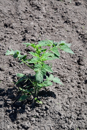 Tomato Plant Start