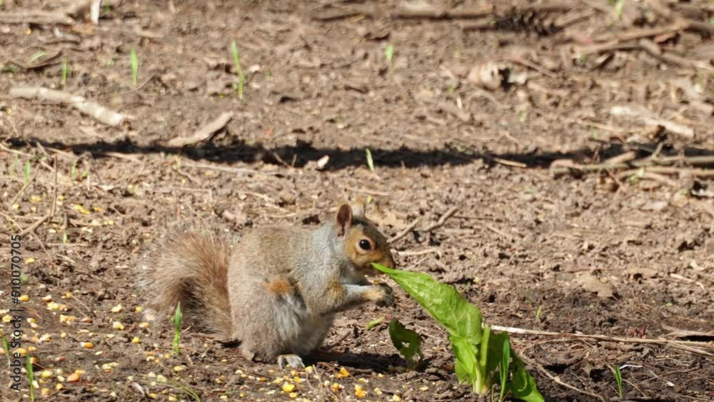Squirrel picking seeds and nuts in the forest or park. Animal wildlife in the city shot. Canadian squirrel digging and sniffing for food. Squirrel picking seeds and nuts in the forest or park. Animal wildlife in the city shot. Canadian squirrel digging and sniffing for food.