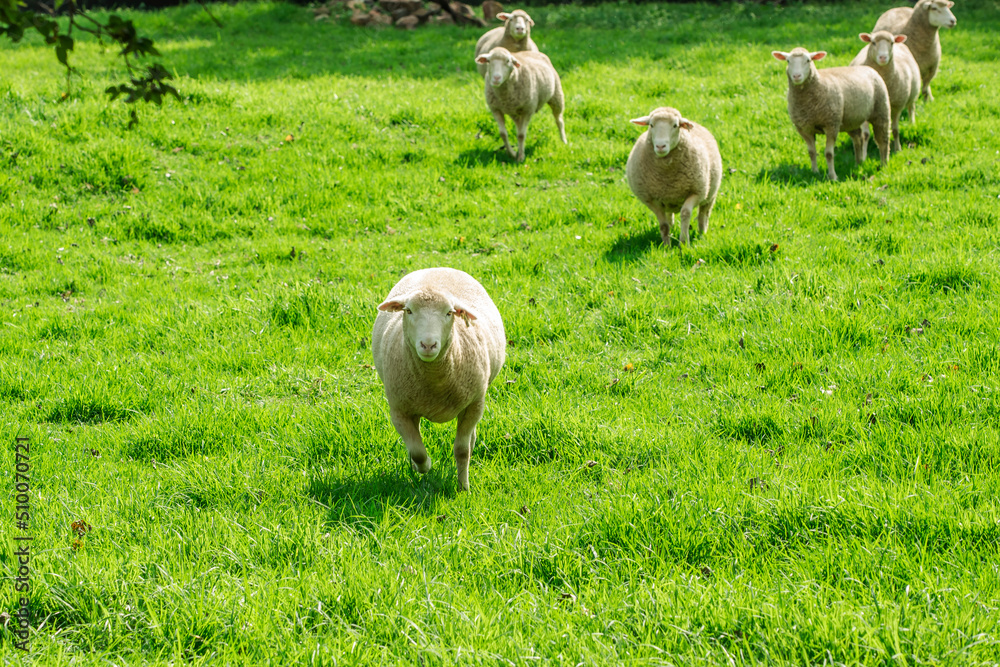 Fototapeta premium Sheep in Green Grass