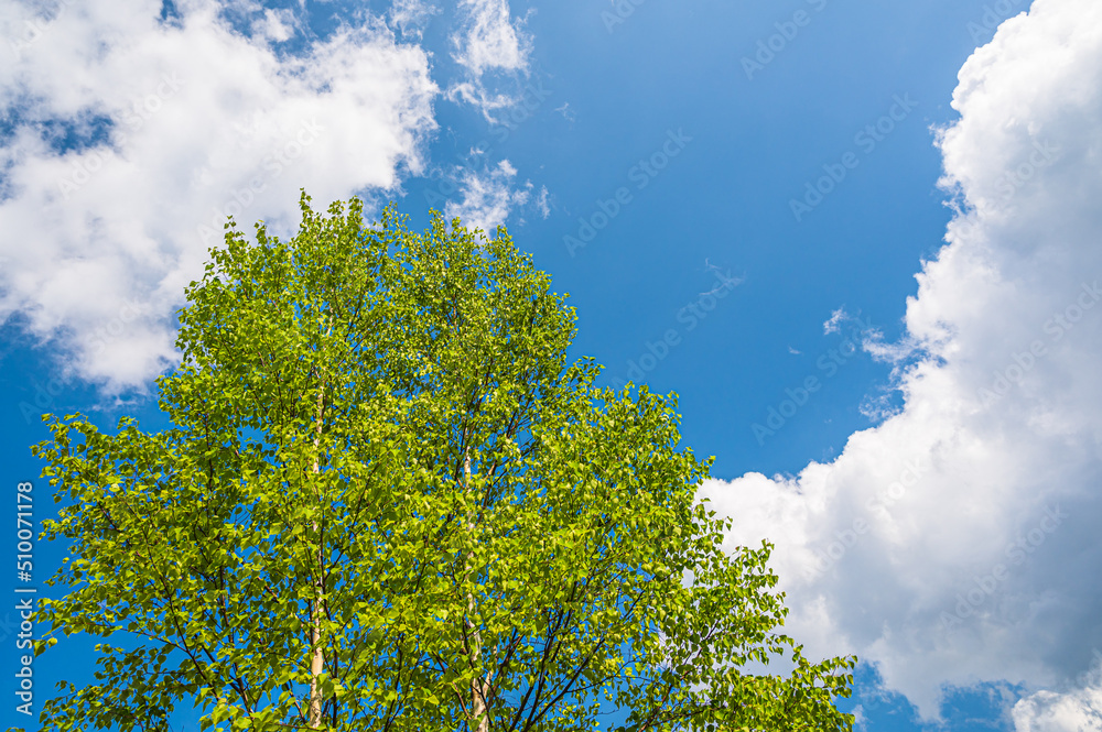 Obraz premium 新緑の白樺と青空