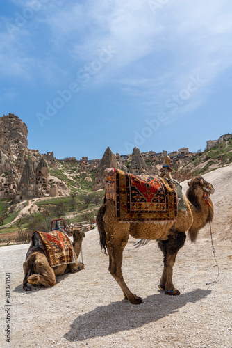 Two camels are standing throughout Uchisar Castle Valley, Cappadocia. Popular for tourists. Camel Safari experience. Selective focus on camels. 