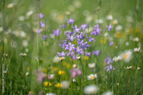 Spreading bellflower (Campanula patula) grows on a meadow.