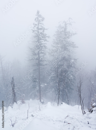 Winter in the foggy forest