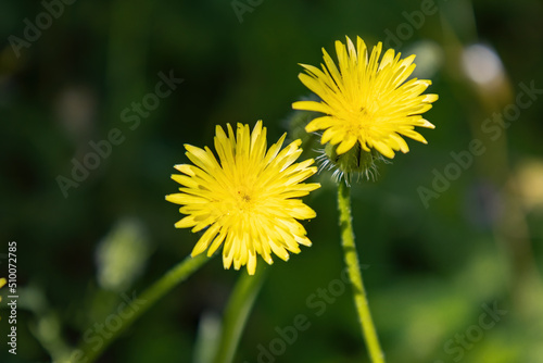 Yellow dandelion flower  Bitter chicory or radicheta  Taraxacum officinale  whose yellow flower is known as dandelion  is a plant of the Asteraceae family