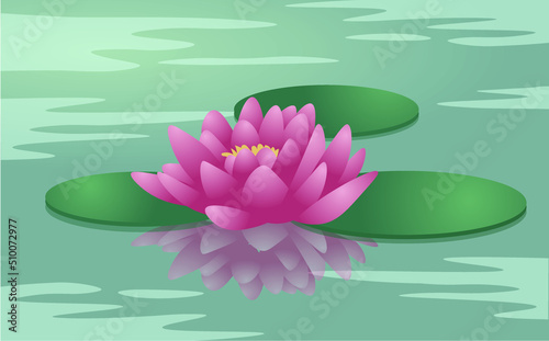 Vector, realistic pink water lilly with reflection. Tender and soft flower on the calm water. Zen lotus.
