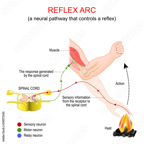 Reflex arc. A neural pathway that controls a reflex