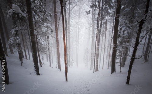 Winter in the foggy forest © gljivec