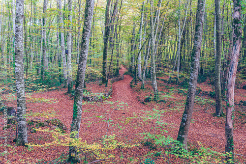 Forest in autumn  Fageda d en Jorda  Garrotxa  Spain 