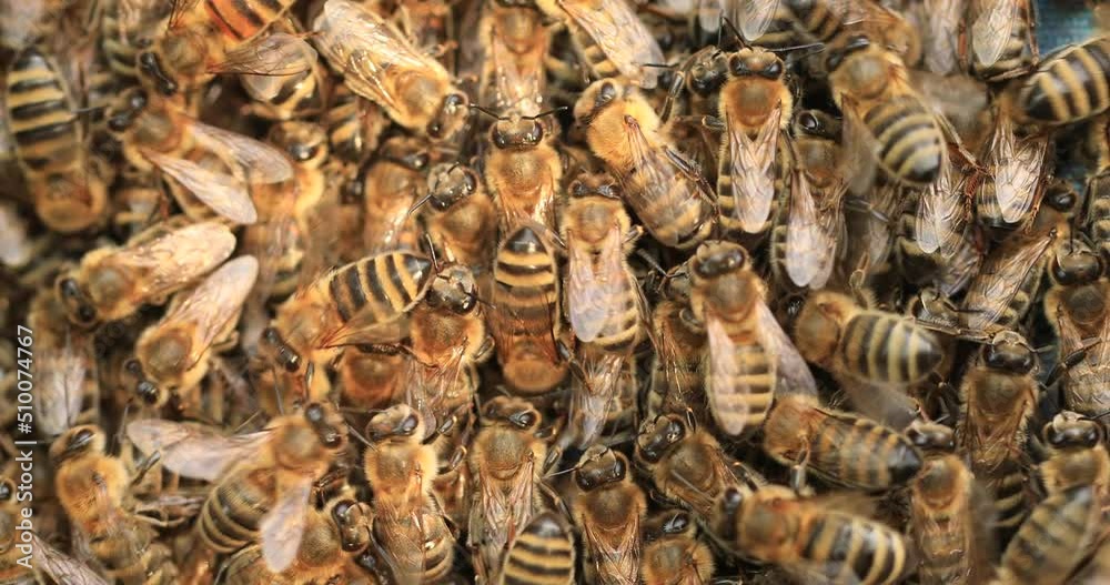 Lots of bees, texture. Transplanting a swarm into a new hive. Bees on the fabric go to a new home. Lots of bees, texture. Transplanting a swarm into a new hive. Bees on the fabric go to a new home.