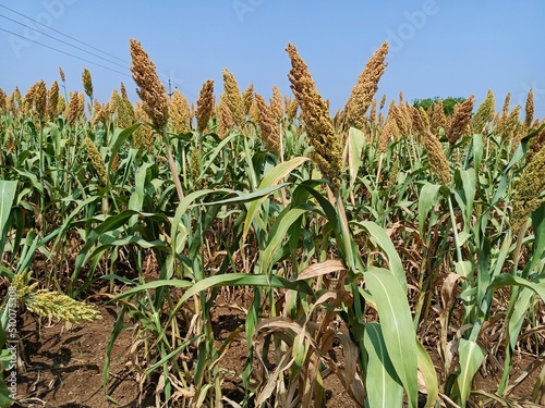 Sorghum, sourghum plants field crops in farm, jawar crop field farming, jawari green plants in farm in india Maharashtra, green crop farming agriculture fields, jawar crop field farming jawari green 