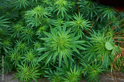 The leaves of a Cannabis or Marijuana plant.