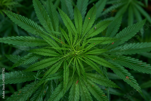 The leaves of a Cannabis or Marijuana plant.