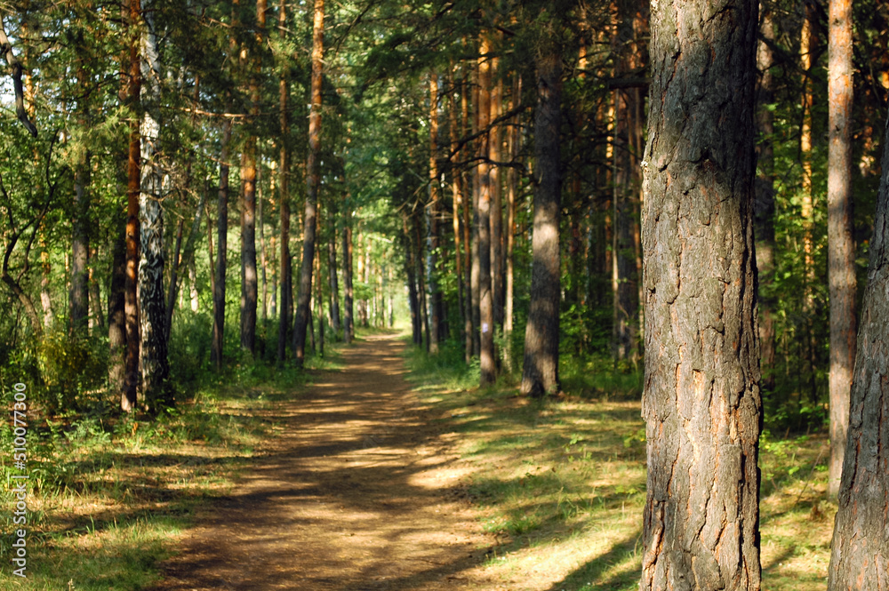 A pine tree and its bark close-up illuminated by sunlight against the background of a forest path in the middle of an alley in the forest A pine tree and its bark close-up illuminated by sunlight against the background of a forest path in the middle of an alley in the forest