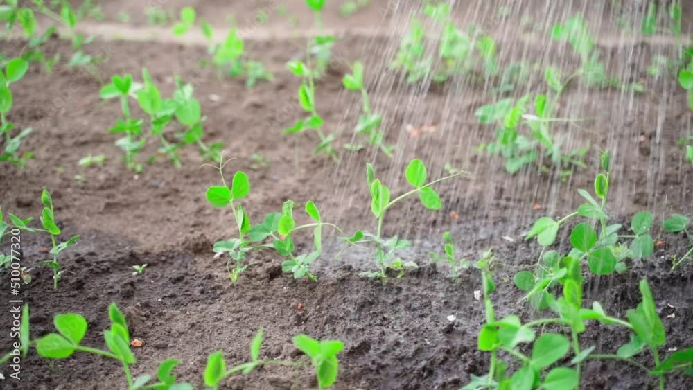Beautiful young sprouts of peas growing in the vegetable garden are watered in slow motion close-up Beautiful young sprouts of peas growing in the vegetable garden are watered in slow motion close-up