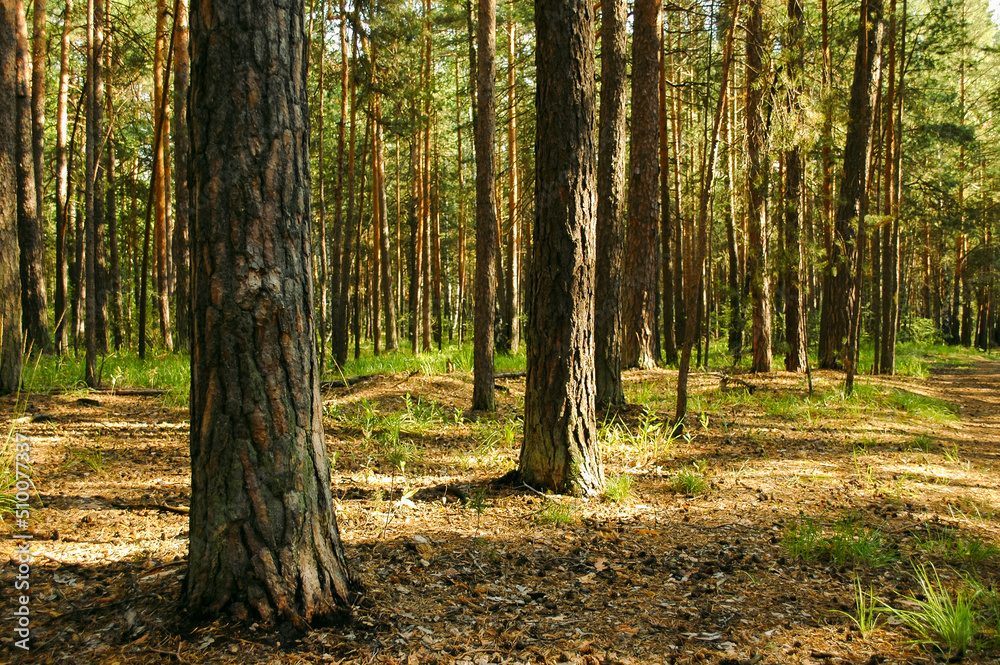 Numerous pine trunks in a summer pine forest illuminated by sunlight