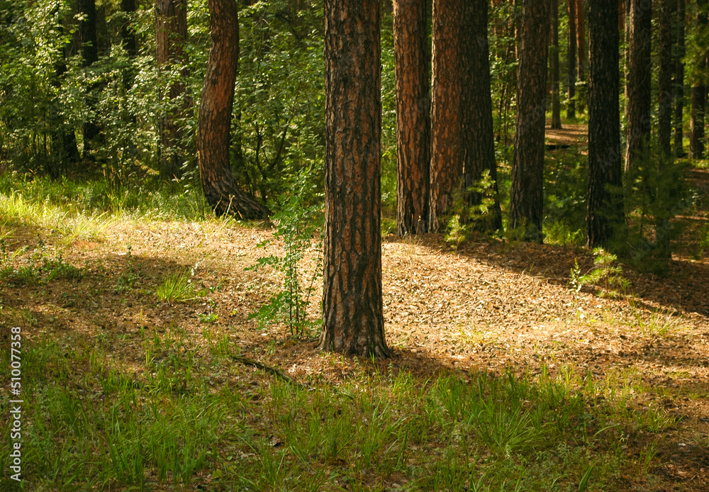 Fototapeta premium Pine trunk and sunlit undergrowth against the background of other tree trunks and green forest