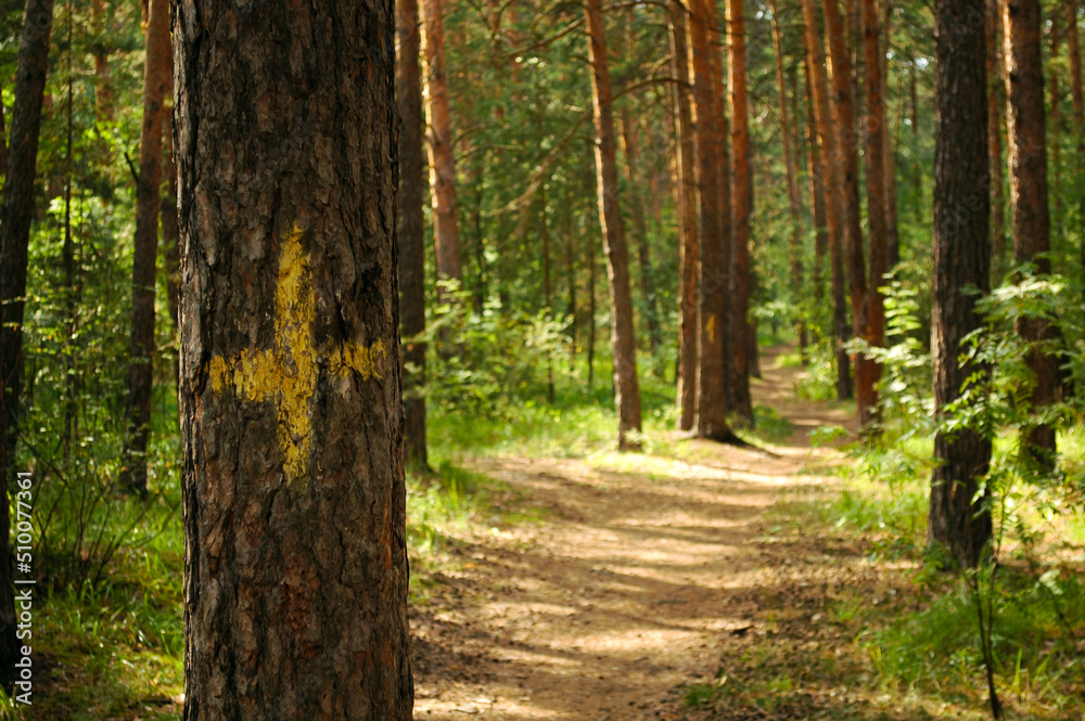 Pine trunk close-up with a yellow mark in the form of a cross against the backdrop of a sunlit green pine forest and path Pine trunk close-up with a yellow mark in the form of a cross against the backdrop of a sunlit green pine forest and path