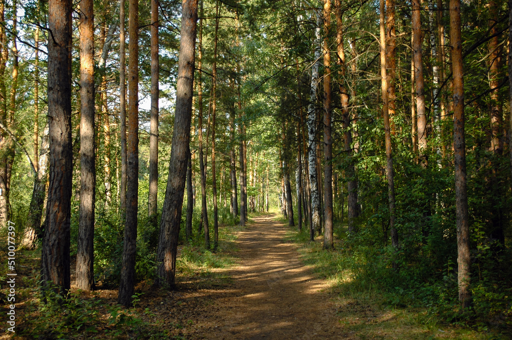 Fototapeta premium The forest path runs between mostly pine trees, forming an alley in a green forest in the rays of the evening sun. Tree shadows fall on the path