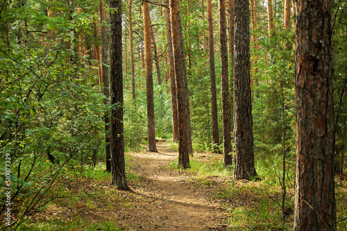 Hiking trail in the middle of a dense green forest and pine trunks © Maksim