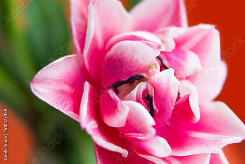 Closeup photography of peony tulip with water dpors.Orange background with copy space. © Bidzilya