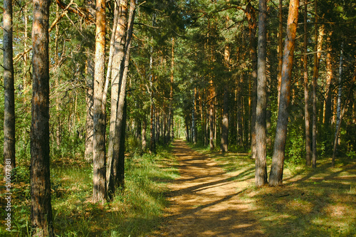 The forest path runs between mostly pine trees  forming an alley in a green forest in the rays of the evening sun. Tree shadows fall on the path