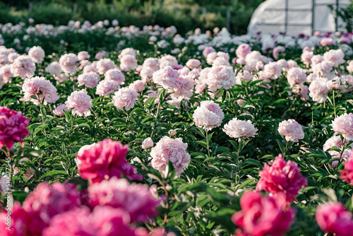 Fototapeta Naklejka Na Ścianę i Meble -  Pink and red peonies flower bloom in peonies garden. Agriculture concept