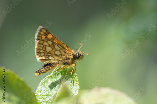 Chequered skipper (Carterocephalus palaemon) rests on a twig. © Amalia Gruber