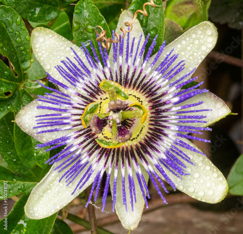 close up of a passion flower in bloom with small raindrop, passiflora photo
