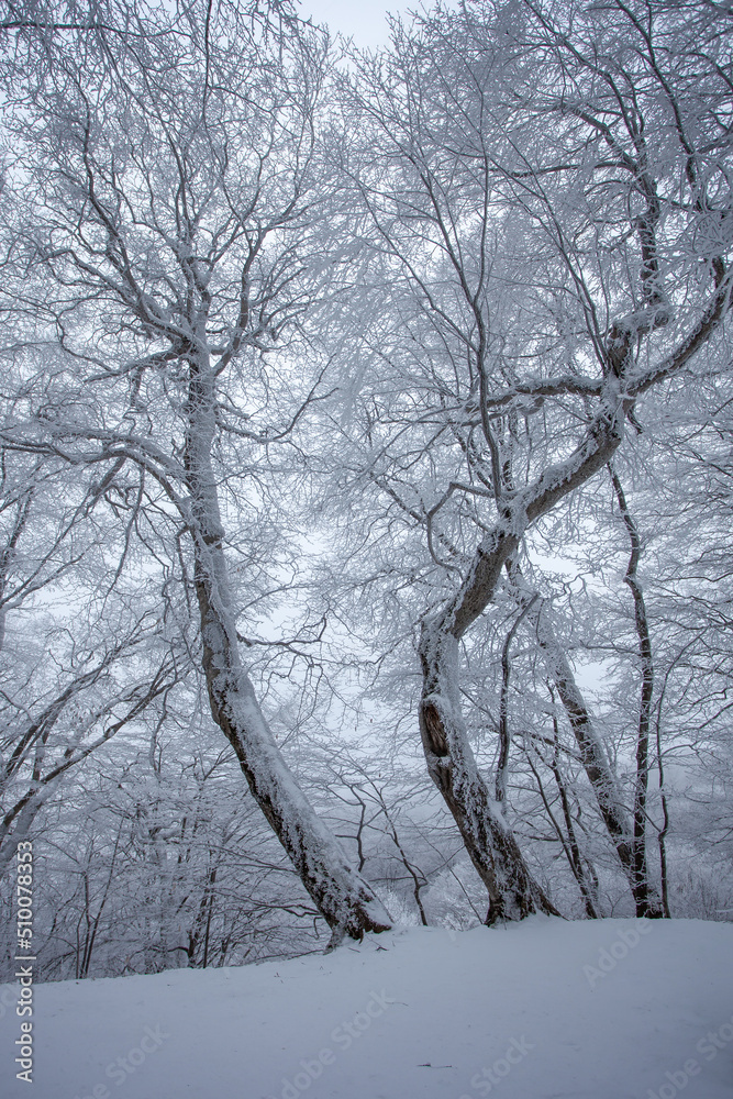 Trees covered with snow in Sabaduri forest, winter landscape Trees covered with snow in Sabaduri forest, winter landscape