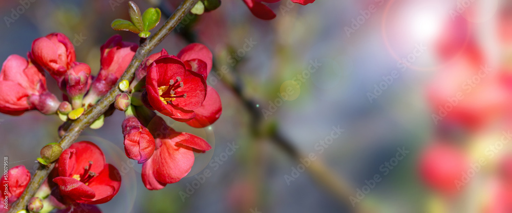 Obraz premium Quince, shrub, flower, place for text