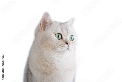 a white British cat with green eyes, on a white background,
