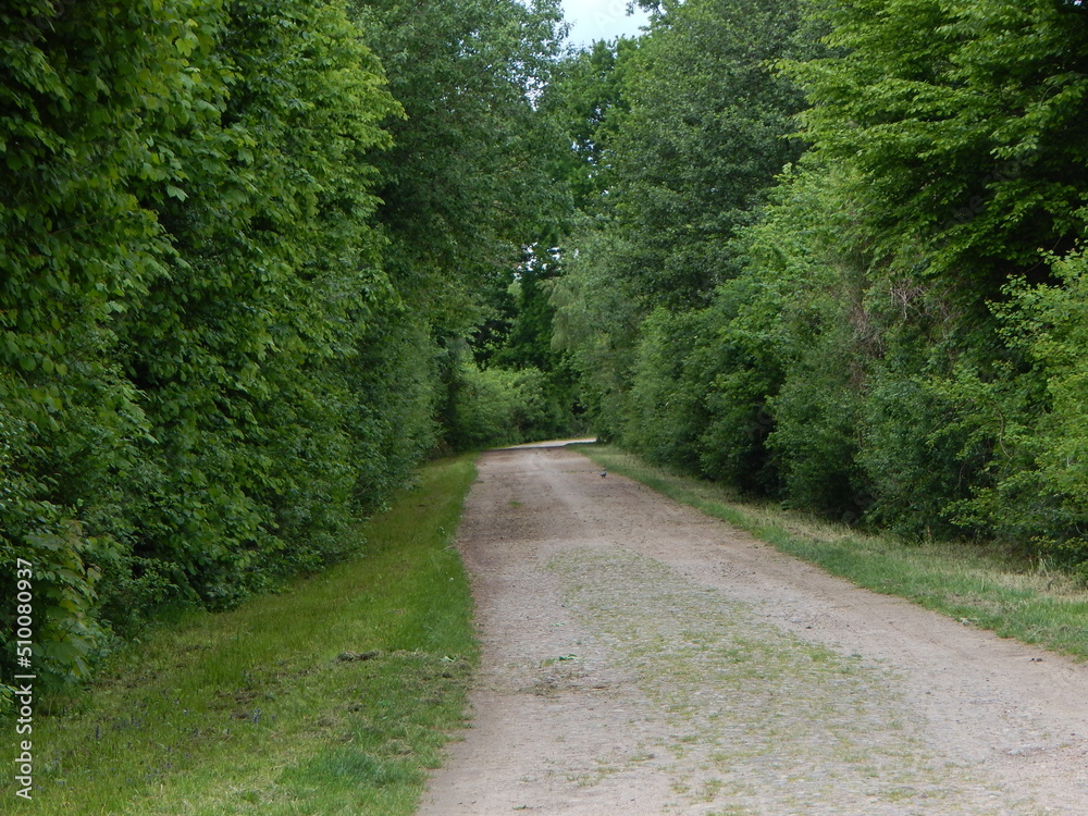 path in the woods