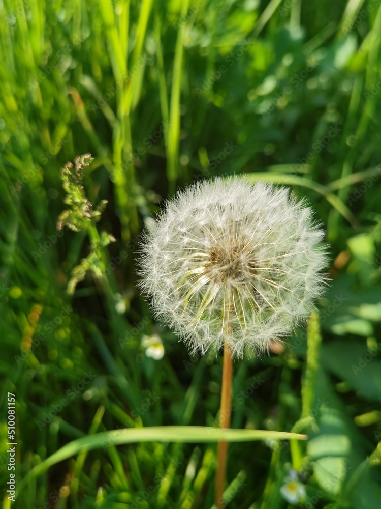 dandelion