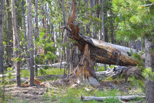 Fallen tree at Yellowstone National Park