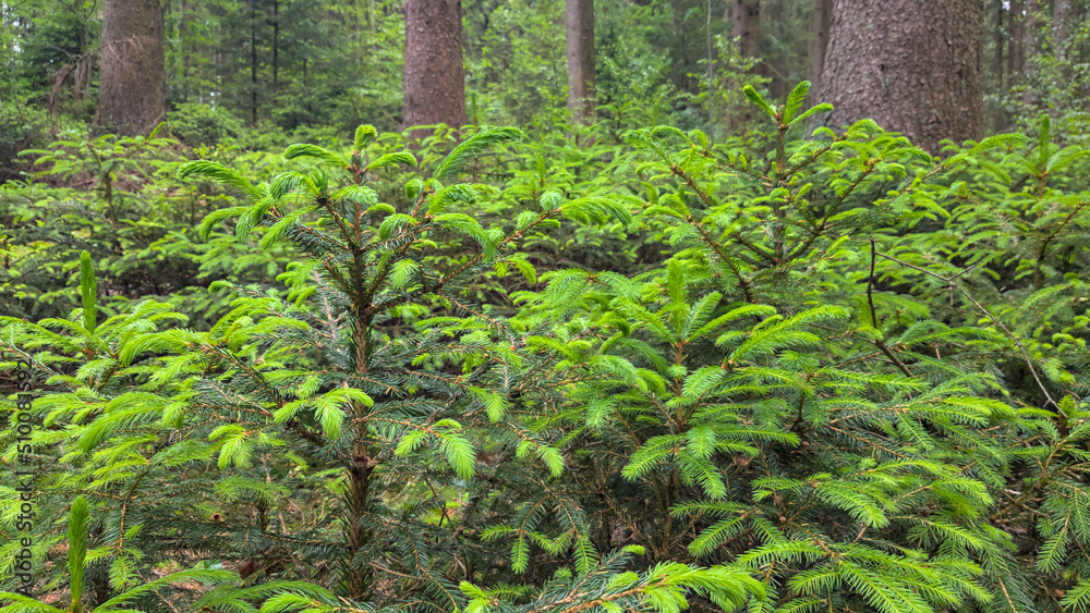 Baby pine trees in the forest in the Eifel national park, Germany Baby pine trees in the forest in the Eifel national park, Germany
