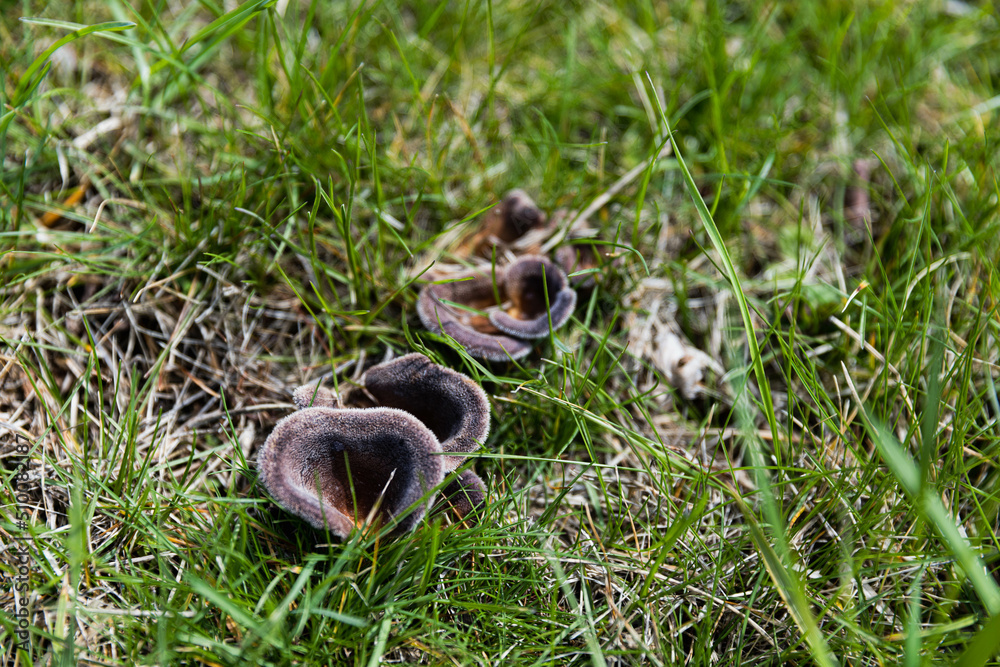 Obraz premium Mushrooms