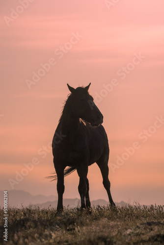 Wild Horse at Sunset in the Utah Desert © natureguy
