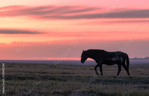 Wild Horse at Sunset in the Utah Desert