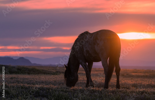 Wild Horse at Sunset in the Utah Desert