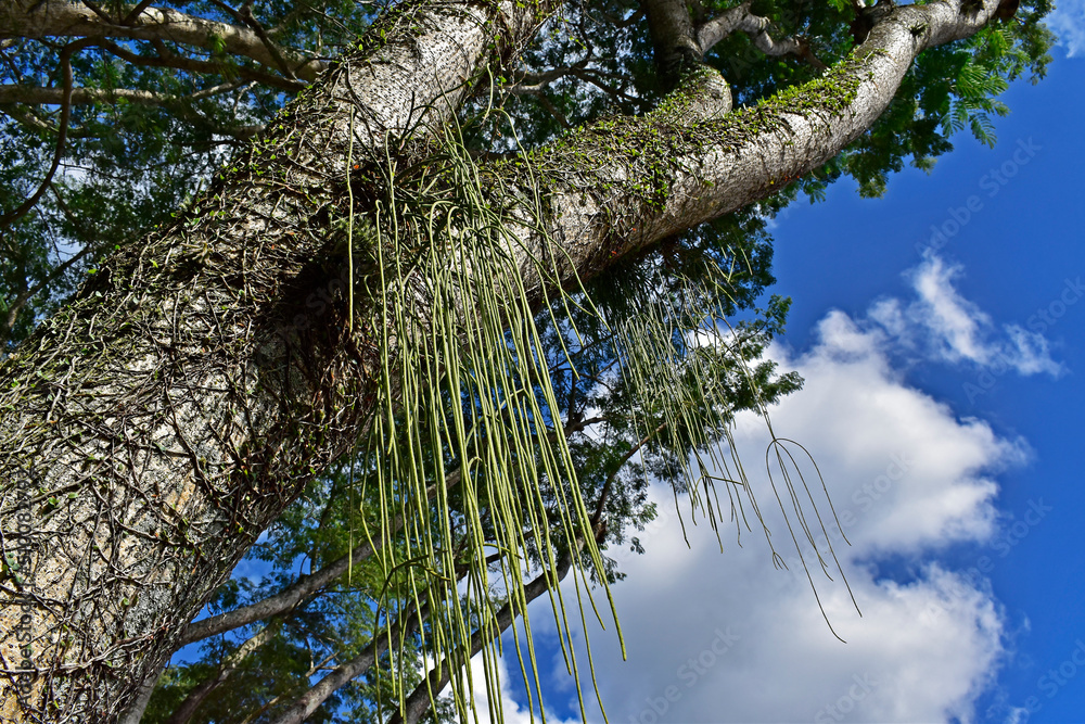 Mistletoe cactus on tree branch (Rhipsalis baccifera)