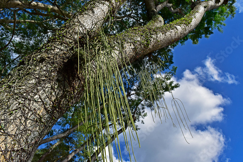 Obraz na płótnie Mistletoe cactus on tree branch (Rhipsalis baccifera) w salonie