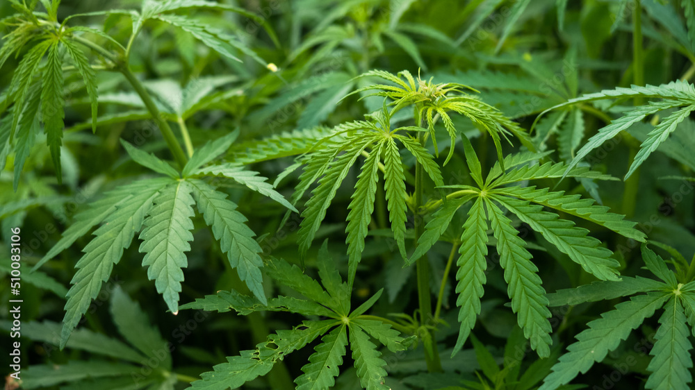 Cannabis plants field, green young hemp leaves. Cannabis plants field, green young hemp leaves.