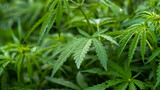 Young leaves of marijuana plant detail in sunlight. Cannabis plants field, green hemp leaves