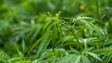 Cannabis Plants Growing Outdoor, wild hemp. Selective focus