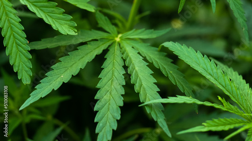 Obraz na plátně Close up Cannabis leaves background, hemp plant