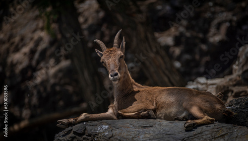 Special goat on big rock in spring sunny hot windy day
