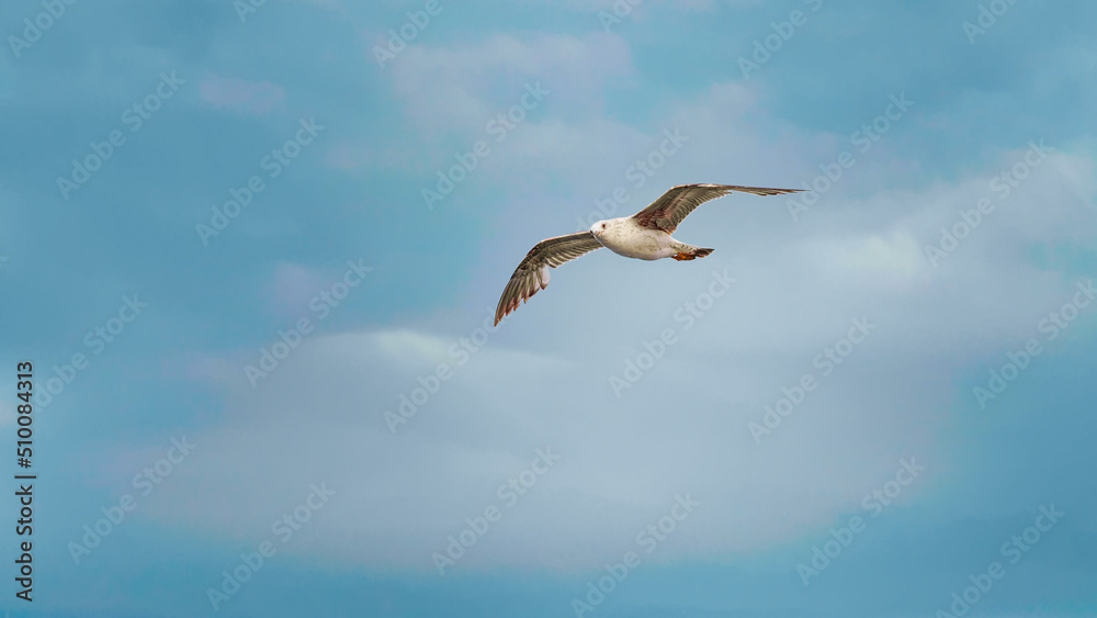 Seagull flying fast above the ocean. Beautiful seabirds. Seagull flying fast above the ocean. Beautiful seabirds.