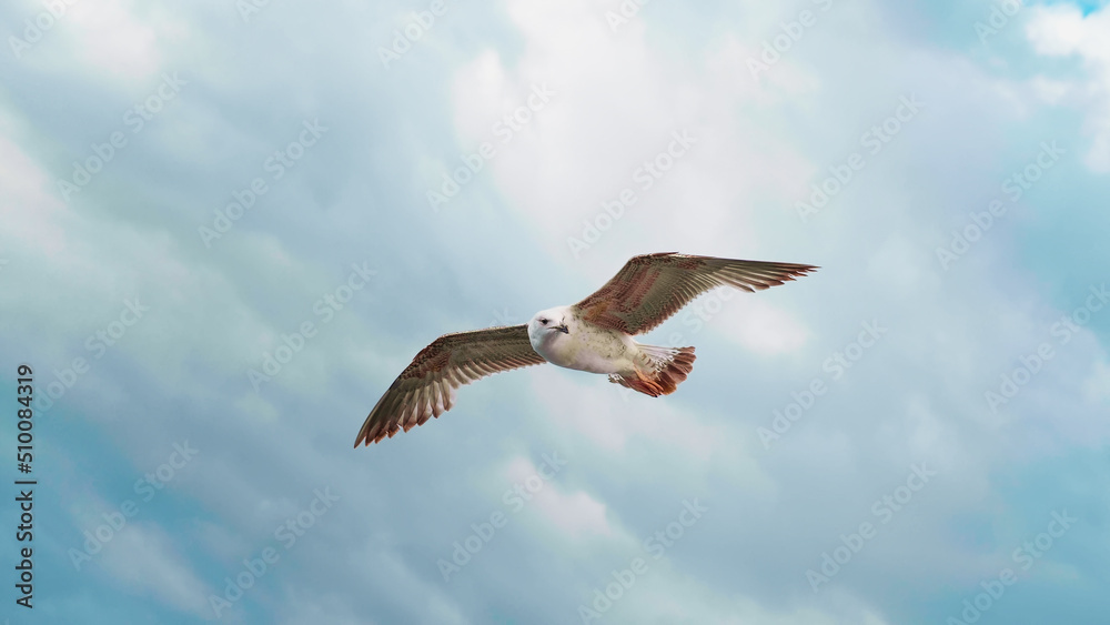 Beautiful seagull flying and floating on air currents of wind. Beautiful seagull flying and floating on air currents of wind.