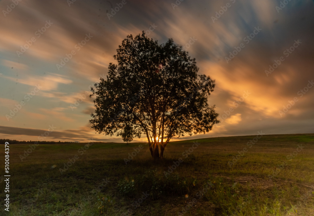 tree in the sunset
