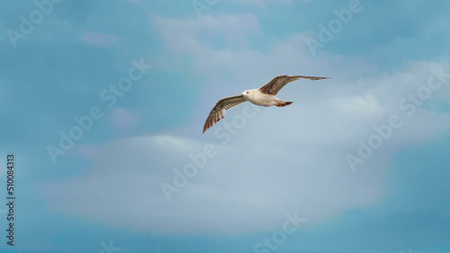 Seagull flying fast above the ocean. Beautiful seabirds.